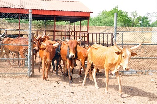 Animal Husbandry
