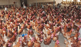 Poultry Management